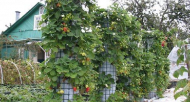 Jak vyrobit vertikální postele pro pěstování jahod vlastníma rukama